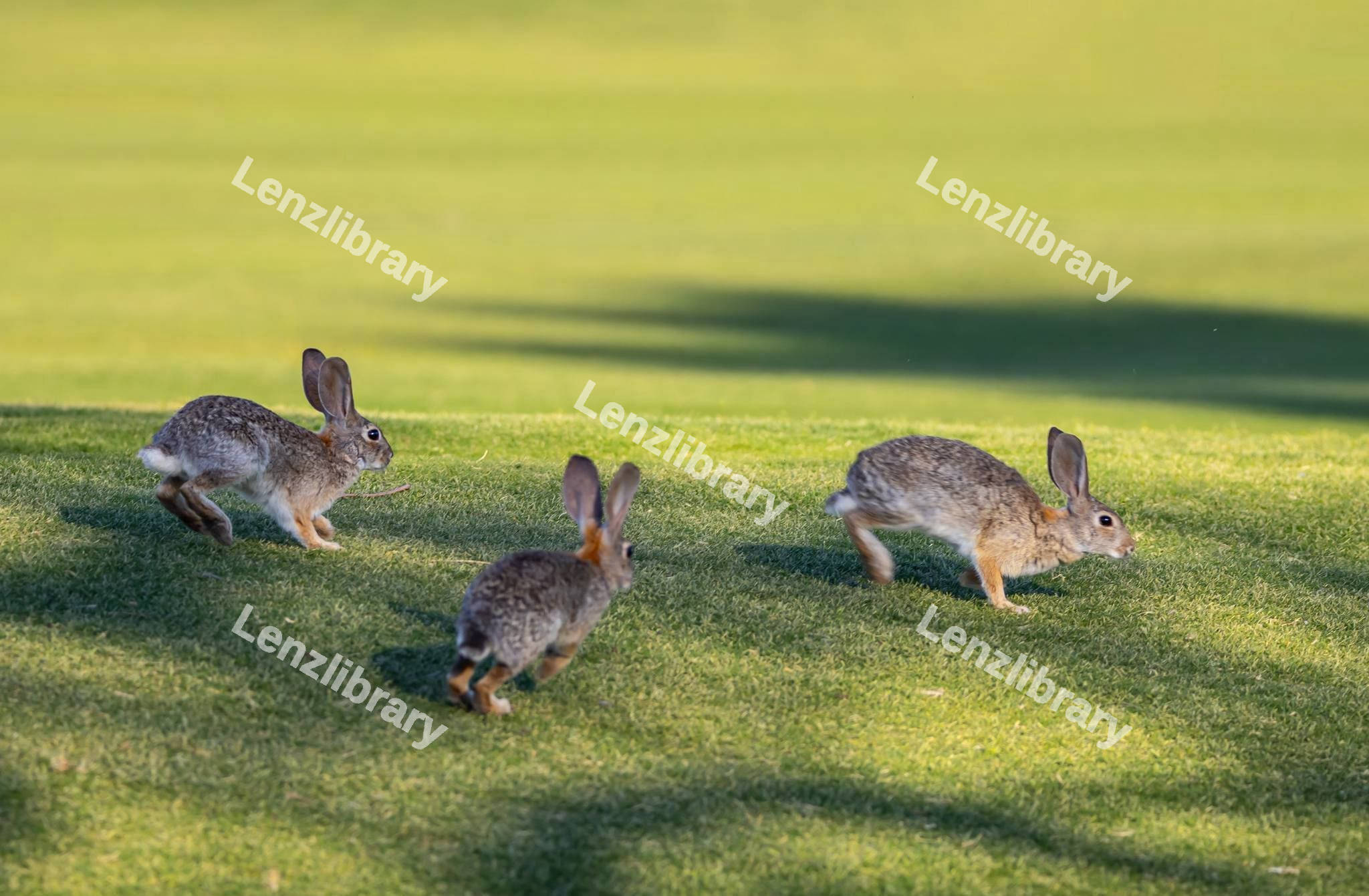 Group of cute Bunnies
